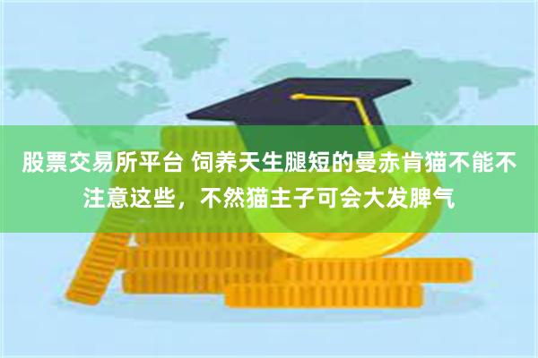 股票交易所平台 饲养天生腿短的曼赤肯猫不能不注意这些，不然猫主子可会大发脾气